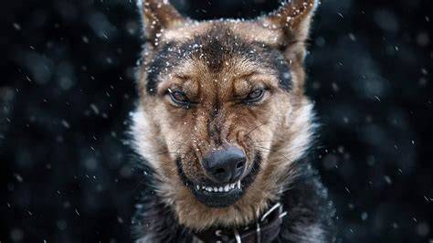 Angry Dogs