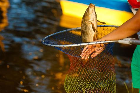 Animal Fishing