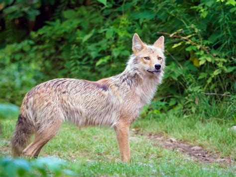 Coyote
