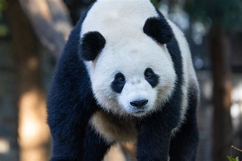 Great Panda