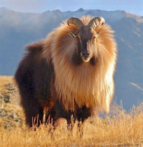 Himalayan Wild