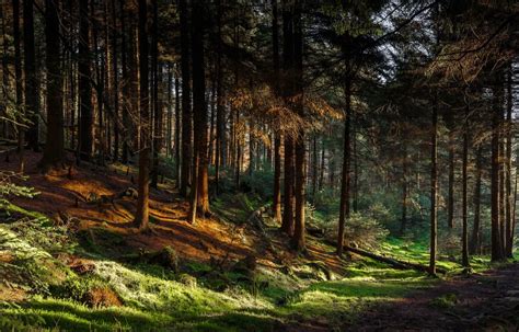In The Forest