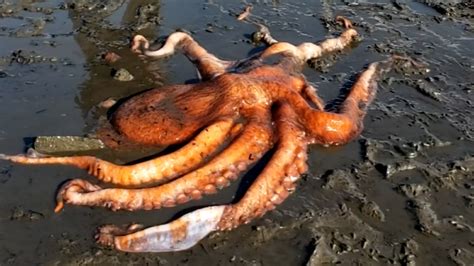 King Octopus