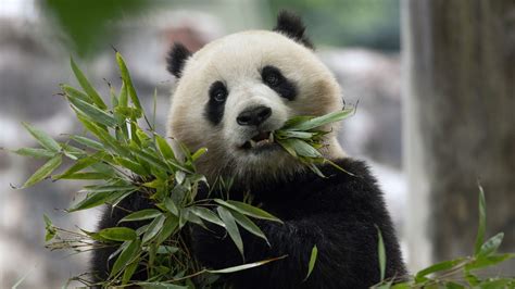 Panda Panda