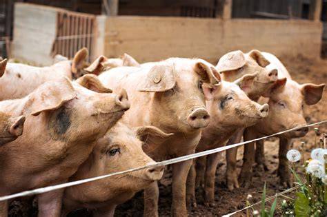 Pig Farm