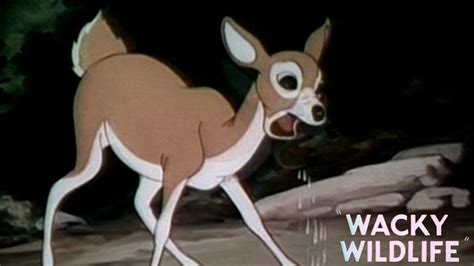 Wacky Wildlife