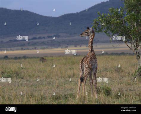 Wild Plains