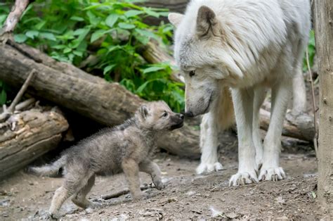 Wolf Cub